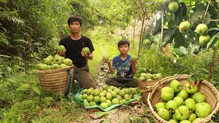 Harvest forest fruits to go to the market to sell , make money to buy ducks - Forest life #harvest