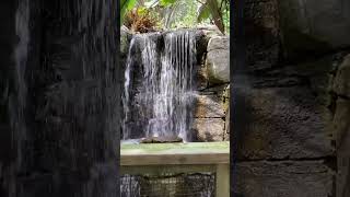 Tampa zoo waterfall￼