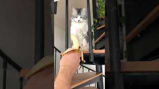 Cat says Na, Na to a banana *Hilarious Reaction*😹😹😂😂#cat #funnycats #catsoftiktok #catlover