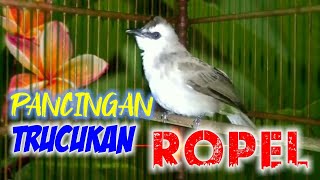 trucukan Ngriwik ROPEL santai COCOK memancing trucuk bahan biar ngriwik gacor Ropel