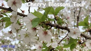 Ana Mishra Vlogs 1 | Cherry Blossom in USA |  Branch Brook Park Cherry Blossoms Tour