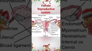 Female Reproductive organs/Uterus/Difinition of uterus by Medical/#uterus#ovary# #shortsfeed /