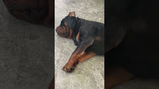 Stretching #puppy #shortsviral #pets #viralvideos #viralreels #shorts #reelsfb #fypシ゚