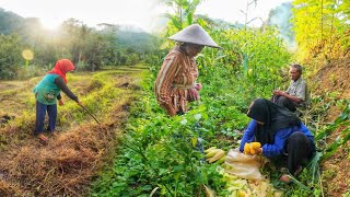 Wah.. Seenak Ini, Suasana Damai Di Desa, Tentram Hidup Di Kampung Indah, Suasana Pedesaan Jawa Barat