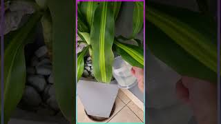 The Best Liquid Plant Fertilizer!😍🌴🌿(Watch till End) #short   #shortfeed   #shortsfeed  #shorts