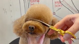 Bravo Poodle Puppy Grooming | Puppy Grooming | Dog Grooming