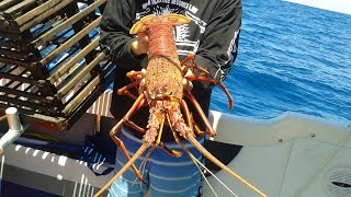 Fishing Perth WA Western  Rock Lobster (Crayfish) and a Yellowtail Kingfish