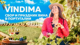 Сбор урожая и процесс создания вина в Португалии