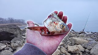 Collecting GIANT SHAD To Catch SHALLOW MONSTERS!!! (It Got SPOOLED)