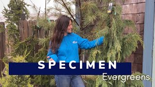 Unique Specimen Evergreens