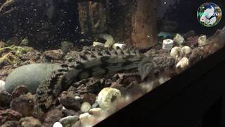 FEEDING MY POLYPTERUS!!! (Senegalus, Endlicheri, Rope Fish) [It's Feeding Time!]