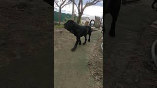 Неаполитанский мастиф и лабрадор. /Neapolitan mastiff and labrador.#shorts