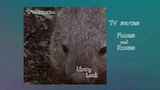 FaunaView: Australian #Shorts - Wombat Encounters