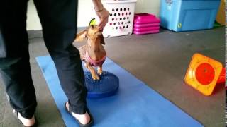 Dachshund IVDD Rehab Exercises: Paws Up Pivot