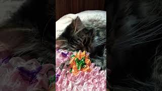 Я просто #юмор#котики#сваты