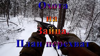 Охота на зайца с гончими. Неуловимый заяц 2019 года, с трудом его перехватили. Кировская область