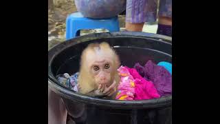 Linda Waiting Mommy Clean Dress#monkey #bandar #bander#monky#manky#bandri #comedy#viral #dress#cloth