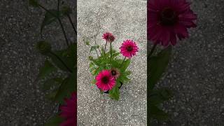 Pink Coneflower time-lapse #flowers #blooming #garden birds chirping singing in the morning