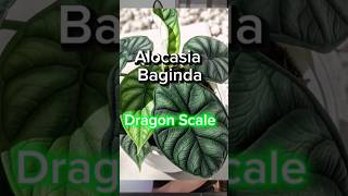 #Alocasia Baginda 'Dragon Scale' is the 3rd ✨Jewel Alocasia ✨ #shorts #plants #alocasiadragonscale