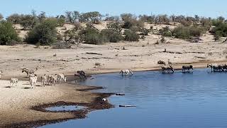 Zebra migration