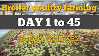 Day 1 to 45 వరకు పౌల్ట్రీ ఫామ్ లో ఎలాంటి మేనేజ్మెంట్ చేయాలి #poultryfarming#poultry#farming