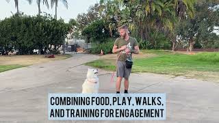 Combining food, play, and training during walks- Dog Training- The Human Dog Team