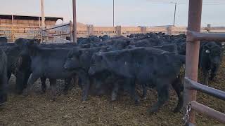 Martinsdale steer calves @ LLA 11-28-23