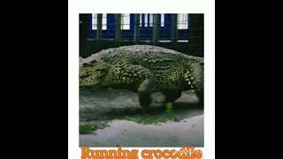 Running Crocodile With Jumps