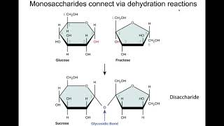 Carbohydrates