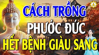 Mỗi Ngày Nên Nghe Phật Dạy, Cách Giàu Sang Phú Quý Gieo Trồng Phước Đức Tiêu Nghiệp Đón Phước Đức