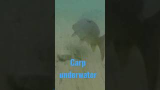 🔥🔥 Carp underwater 🔥🔥 #carp #carpfishing #shimano #fishing #fishingvideo #short #shorts #video