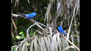 BLACK-NAPED MONARCH males (Andaman, India)