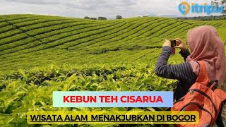 Kebun Teh Cisarua di Bogor: Wisata Alam yang Menyegarkan!