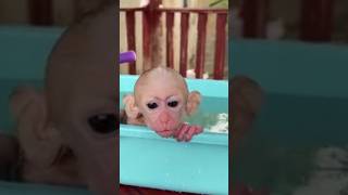 Baby TanTan enjoying bath #shorts #monkey#trending #comedy #mom #bath #enjoy #shower #cartoon#bandar