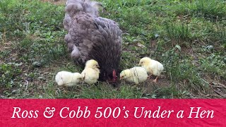 Cobb 500 & Ross Broiler Chicks Free-ranging on Pasture Under a Hen