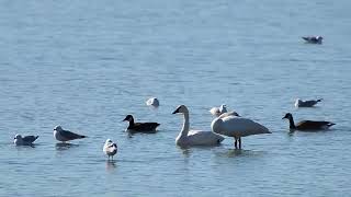 Flock of Swans Resting In The Water