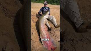 Mengapa ikan arapaima tidak boleh di pelihara #shorts #faktaunik #faktamenarik #ikan #arapi