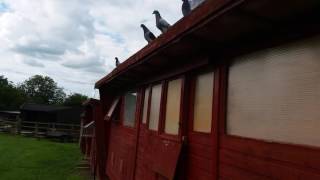 Racing Pigeons old cock birds trapping 2017