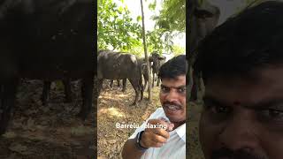 Cows are relaxing under tree 🙄 #viral #ytshorts #trinding #dailyvlogs #teluguvlogs #digitekmic #dji