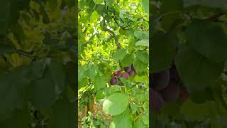 Oddly satisfying plum tree farm-ninja fruit lovers