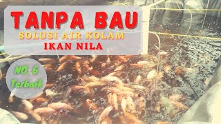 Agar air kolam ikan tidak bau - kolam ikan nila , No  6 Terbaik