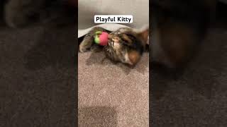 Kitten Playing Hide and Seek