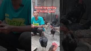 ternak ayam kampung @caktris #shorts