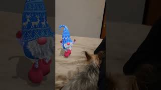 Blue gnome and my dog. Funny Video ❤️❤️❤️