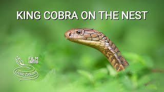 Deadly venomous King cobra on the nest rescued in Bali, Indonesia, the longest venomous snake