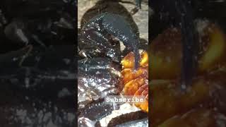 Scorpion eats cockrach