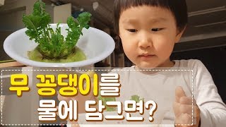 꼬마농부 실험실, 무 꽁댕이를 물에 넣으면?  white radish, 무 little farmer