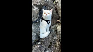 ✔️ Adventure Kitten Chills in the Rocks! ❤️