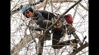 Meet Aurora's chainsaw-wielding, female tree climber helping residents save on arborist services