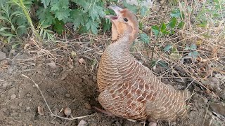 Very amazing video with my beautiful partridge 😱